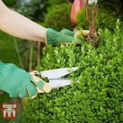 Ligustrum Ovalifolium 12 Ligustrum Ovalifolium -Garden Glory Sales LIG T58258 C