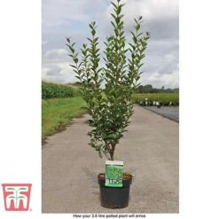 Ligustrum Ovalifolium 15 Ligustrum Ovalifolium -Garden Glory Sales LIG T58258 D1