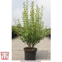 Ligustrum Ovalifolium 16 Ligustrum Ovalifolium -Garden Glory Sales LIG T58258 E1