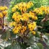 Ligularia Dentata 'Midnight Lady' 2 Ligularia Dentata 'Midnight Lady' -Garden Glory Sales LIGU T58404 A h