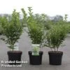 Ligustrum Ovalifolium 'Green Diamond' 2 Ligustrum Ovalifolium 'Green Diamond' -Garden Glory Sales LIGU GREENDIAM S45850