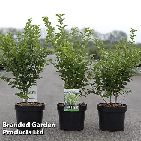 Ligustrum Ovalifolium 'Green Diamond' 3 Ligustrum Ovalifolium 'Green Diamond'