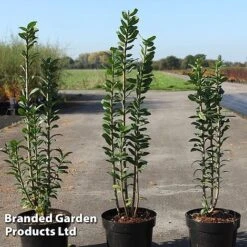 Ligustrum Vulgare 'Straight Talk'