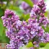Lilac 'Charles Joly' 2 Lilac 'Charles Joly' -Garden Glory Sales LILA T79095 A h