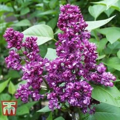 Lilac 'Charles Joly' -Garden Glory Sales LILA T79095 B