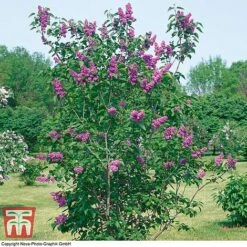 Lilac 'Charles Joly' -Garden Glory Sales LILA T79095 C