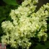 Lilac 'Primrose' -Garden Glory Sales LILA T79103 A h