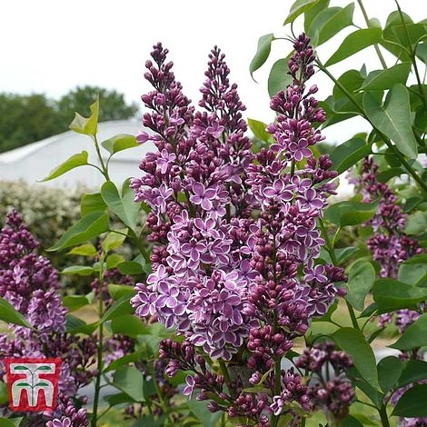 Lilac 'Sensation' 4 Lilac 'Sensation' - Image 2