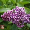 Lilac 'Sensation' -Garden Glory Sales LILA T79105 C