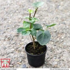 Lilac 'Sensation' 10 Lilac 'Sensation' -Garden Glory Sales LILA T79105 D