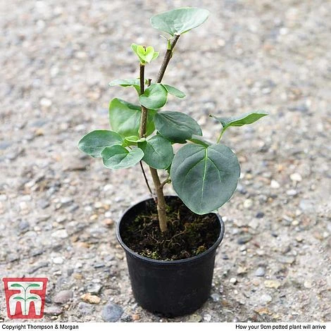 Lilac 'Sensation' 6 Lilac 'Sensation' - Image 4