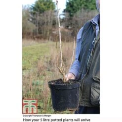 Lilac 'Charles Joly' -Garden Glory Sales LILA T81195P B2