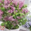 Lilac Dwarf 'Flowerfesta® Pink' -Garden Glory Sales LILA TKA1222 A
