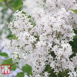Lilac Dwarf 'Flowerfesta® White' -Garden Glory Sales LILA TKA3548 A1