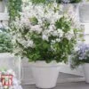 Lilac Dwarf 'Flowerfesta® White' -Garden Glory Sales LILA TKA3548 B1