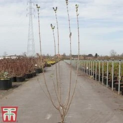 Lilac 'Esther Staley' -Garden Glory Sales LILA TKA3550 A