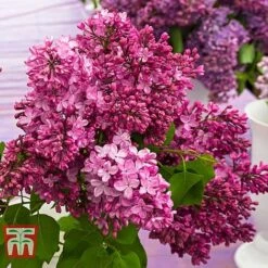 Lilac 'Esther Staley' -Garden Glory Sales LILA TKA3550 B