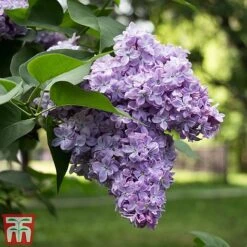 Lilac 'Michel Buchner'