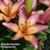 Lily 'Elegant Joy' 1 Lily 'Elegant Joy' -Garden Glory Sales LILI KC9168 A