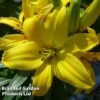Lily 'Freckled Joy' -Garden Glory Sales LILI KC9169 A