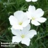 Linum Perenne White -Garden Glory Sales LINU WHITE1
