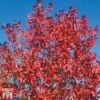 Liquidambar Styraciflua 'Worplesdon' -Garden Glory Sales LIQU TKA2069 A