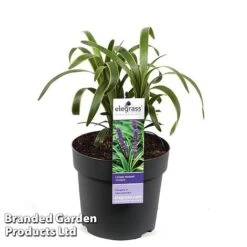 Liriope Muscari 'Variegata'