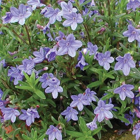 Lithodora Diffusa 'Heavenly Blue' 4 Lithodora Diffusa 'Heavenly Blue' - Image 2