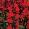 Lobelia 'Starship Scarlet' -Garden Glory Sales LOBE T58683 A h