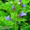 Lobelia Siphilitica Blue -Garden Glory Sales LOBE BLUE1
