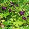 Lonicera Pileata 1 Lonicera Pileata -Garden Glory Sales LONI T66344 A