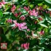 Lonicera Tatarica 'Hack's Red' 2 Lonicera Tatarica 'Hack's Red' -Garden Glory Sales LONI T66346 A