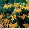 Lonicera X Tellmanniana -Garden Glory Sales LONI T80315 A h
