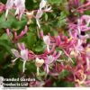 Lonicera Periclymenum -Garden Glory Sales LONI BELGICA T01823