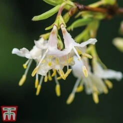 Lonicera Fragrantissima 6 Lonicera Fragrantissima -Garden Glory Sales LONI FRAGRANTI L027761