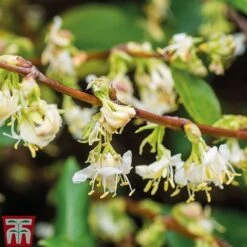 Lonicera Fragrantissima 7 Lonicera Fragrantissima -Garden Glory Sales LONI FRAGRANTI L079961