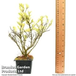 Lonicera Pileata -Garden Glory Sales LONI PILEAT9CM T50089