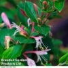 Lonicera Japonica 'Red World' -Garden Glory Sales LONI REDWORLD R44900