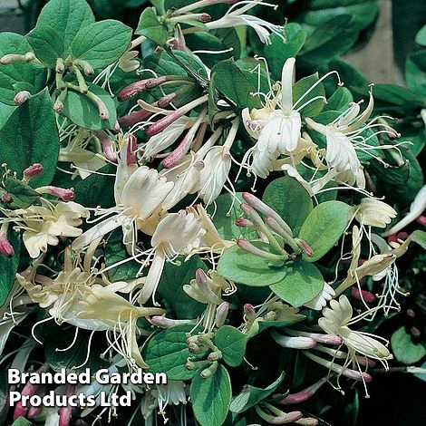 Lonicera Japonica 'Repens' 3 Lonicera Japonica 'Repens'