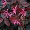 Loropetalum Chinense Var. Rubrum 'Fire Dance' -Garden Glory Sales LORO T55657 B h