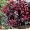 Loropetalum Chinense Var. Rubrum 'Ever Red'