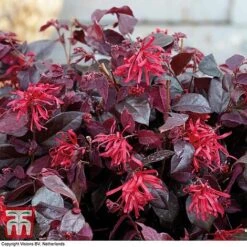 Loropetalum Chinense Var. Rubrum 'Ever Red' -Garden Glory Sales LORO TKA8393 C