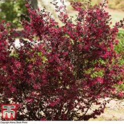 Loropetalum Chinense Var. Rubrum 'Ever Red' -Garden Glory Sales LORO TKA8393 D