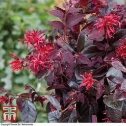 Loropetalum Chinense Var. Rubrum 'Ever Red' -Garden Glory Sales LORO TKA8393 E