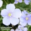 Linum Perenne Blue -Garden Glory Sales LPEB 64336 A