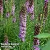 Liatris Spicata 'Floristan Violet' -Garden Glory Sales LSPIV KA5762 A