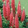Lupin 'The Page' -Garden Glory Sales LUPI T57861 A h
