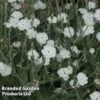 Lychnis Coronaria 'Alba' 2 Lychnis Coronaria 'Alba' -Garden Glory Sales LYCH ALBA W48294