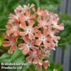Lychnis Chalcedonica Dusky Pink -Garden Glory Sales LYCH DUSKYPINK1
