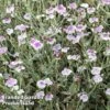 Lychnis Coronaria 'Oculata' -Garden Glory Sales LYCH OCULATA L35752